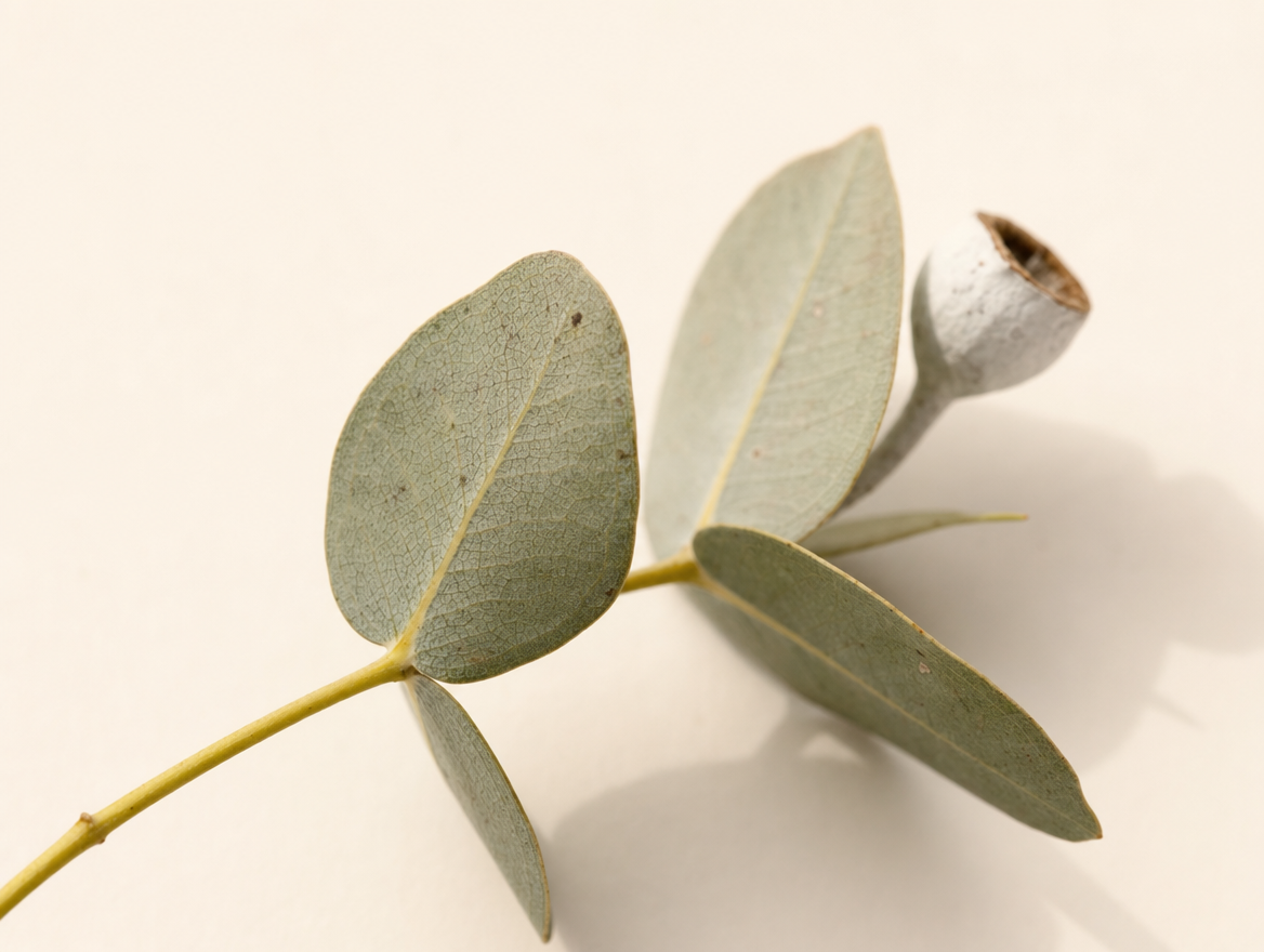 Macro botanical photograph of a single eucalyptus sprig on cream background